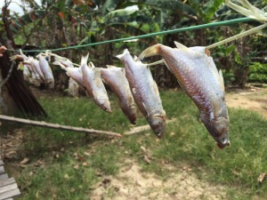 Fish drying in the village